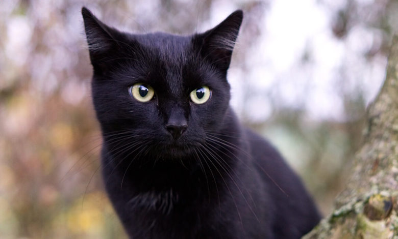 Black Cat Breeds - The Post City