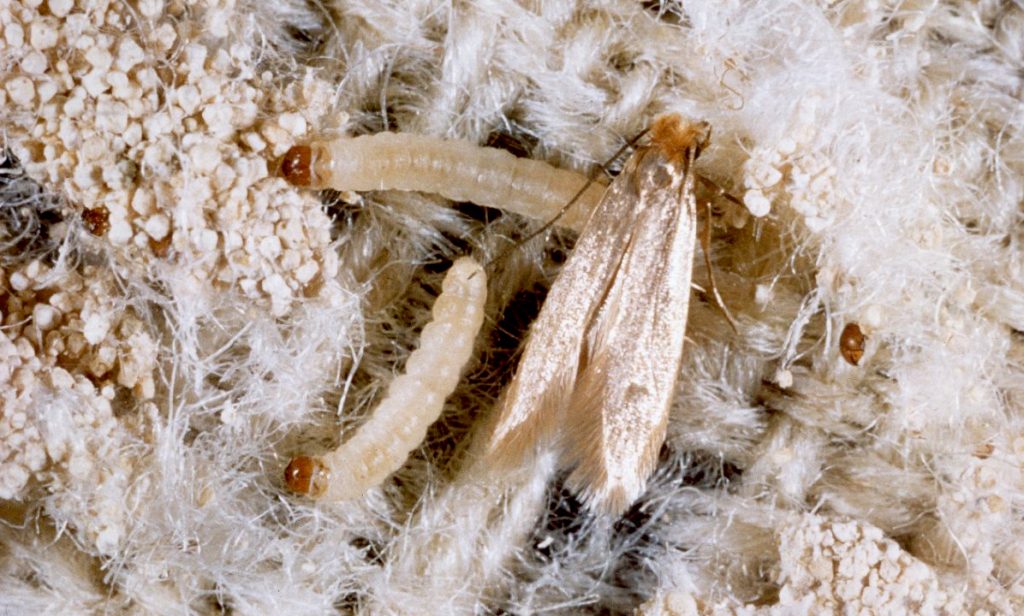 Eliminate cloth Moths before they become infestations - The Post City