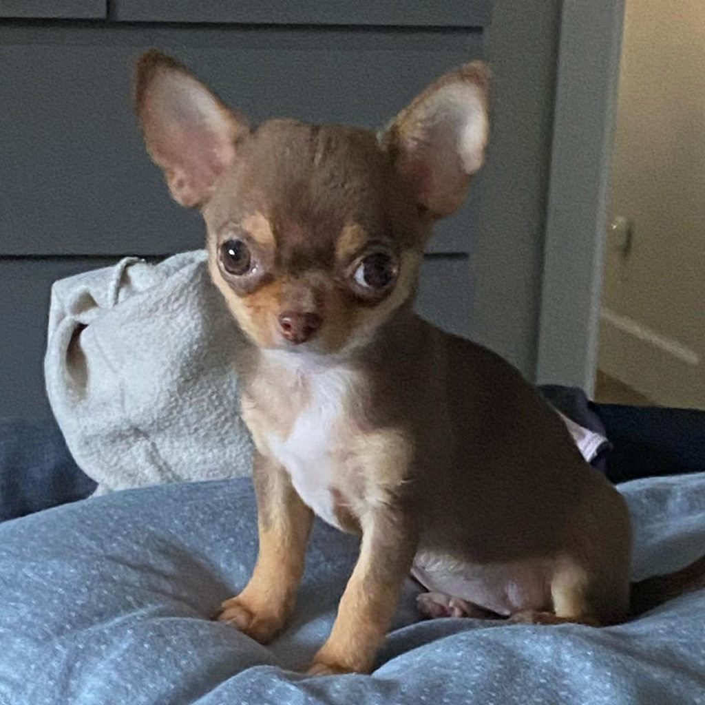 Teacup Chihuahua Breed GuideChihuahua puppies for sale